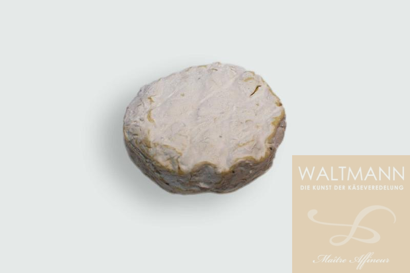 Comtesse Petit aux Truffes - NEU in 2026