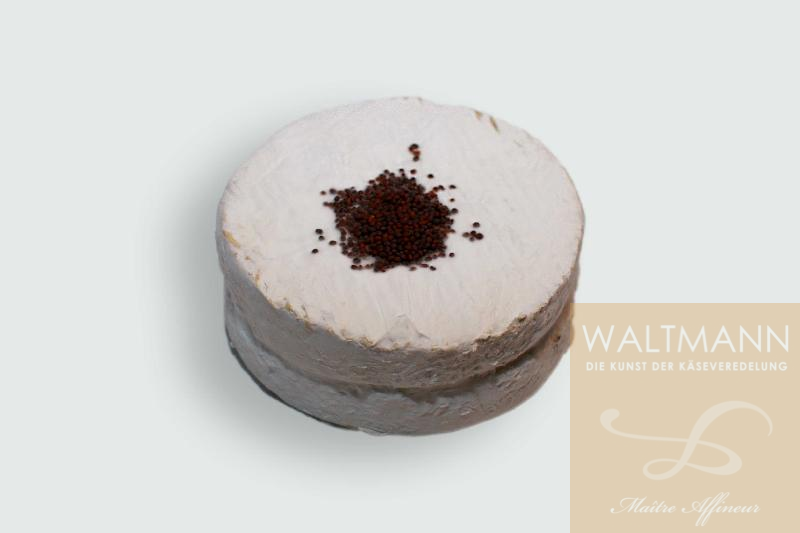 Fin Briard Moutarde ...