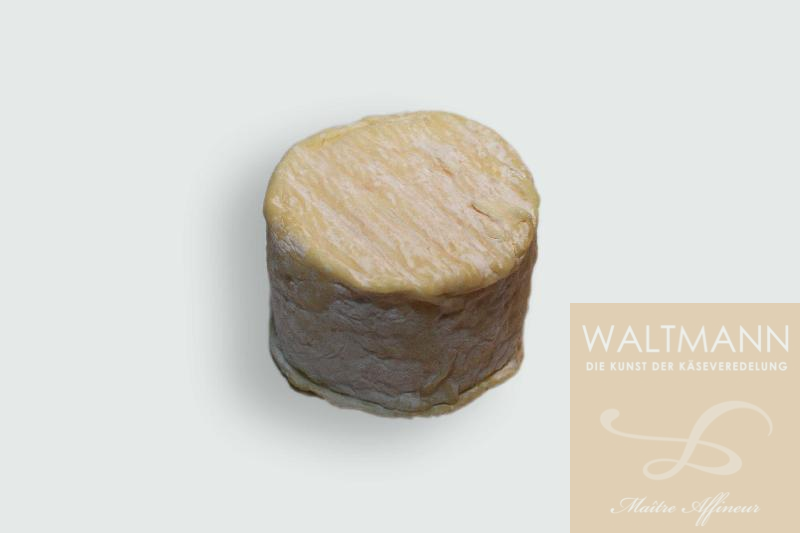 Cavalier du Larzac NEU ...